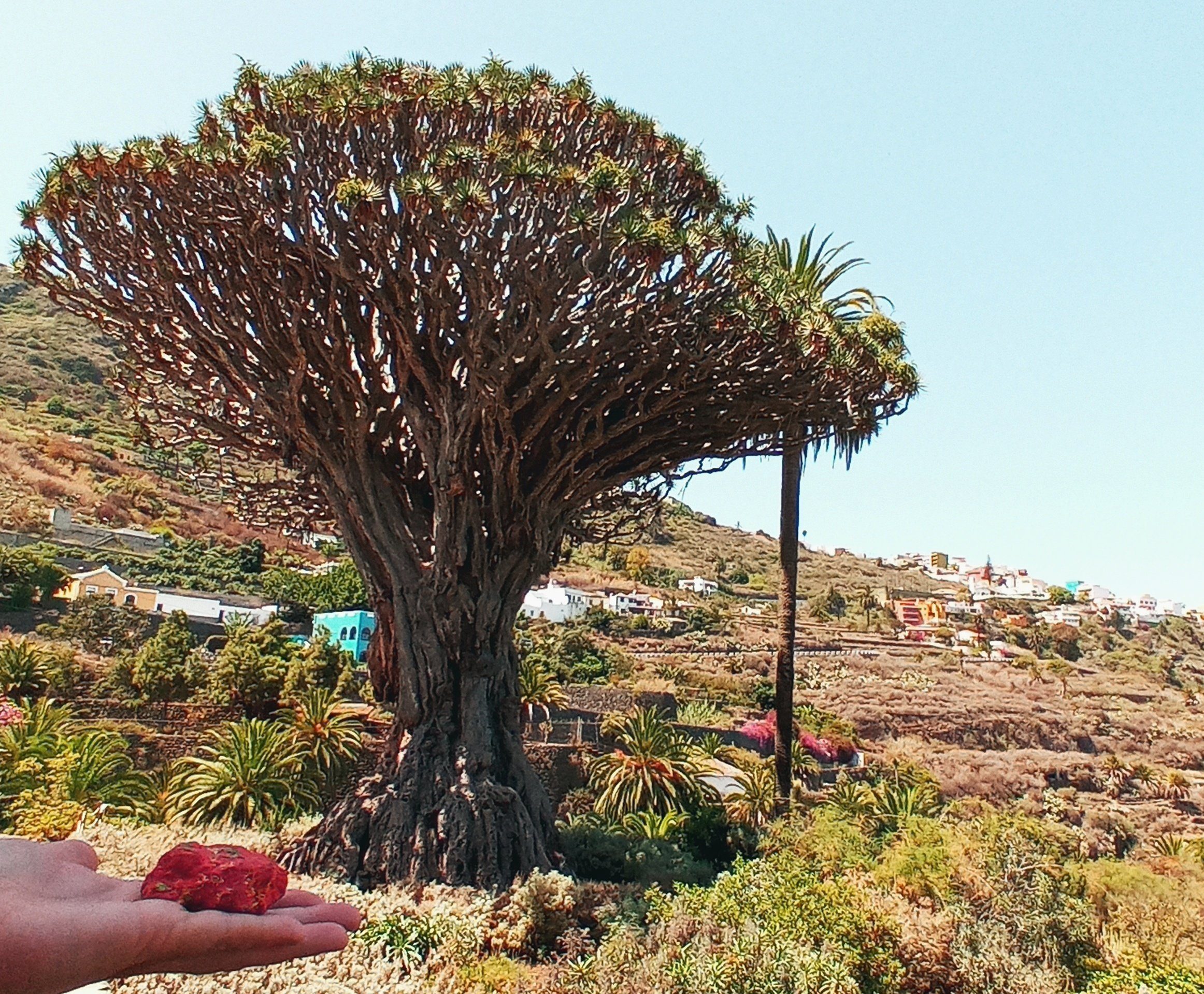 Icod de Los Vinos, Puerto de la Cruz y La Orotava