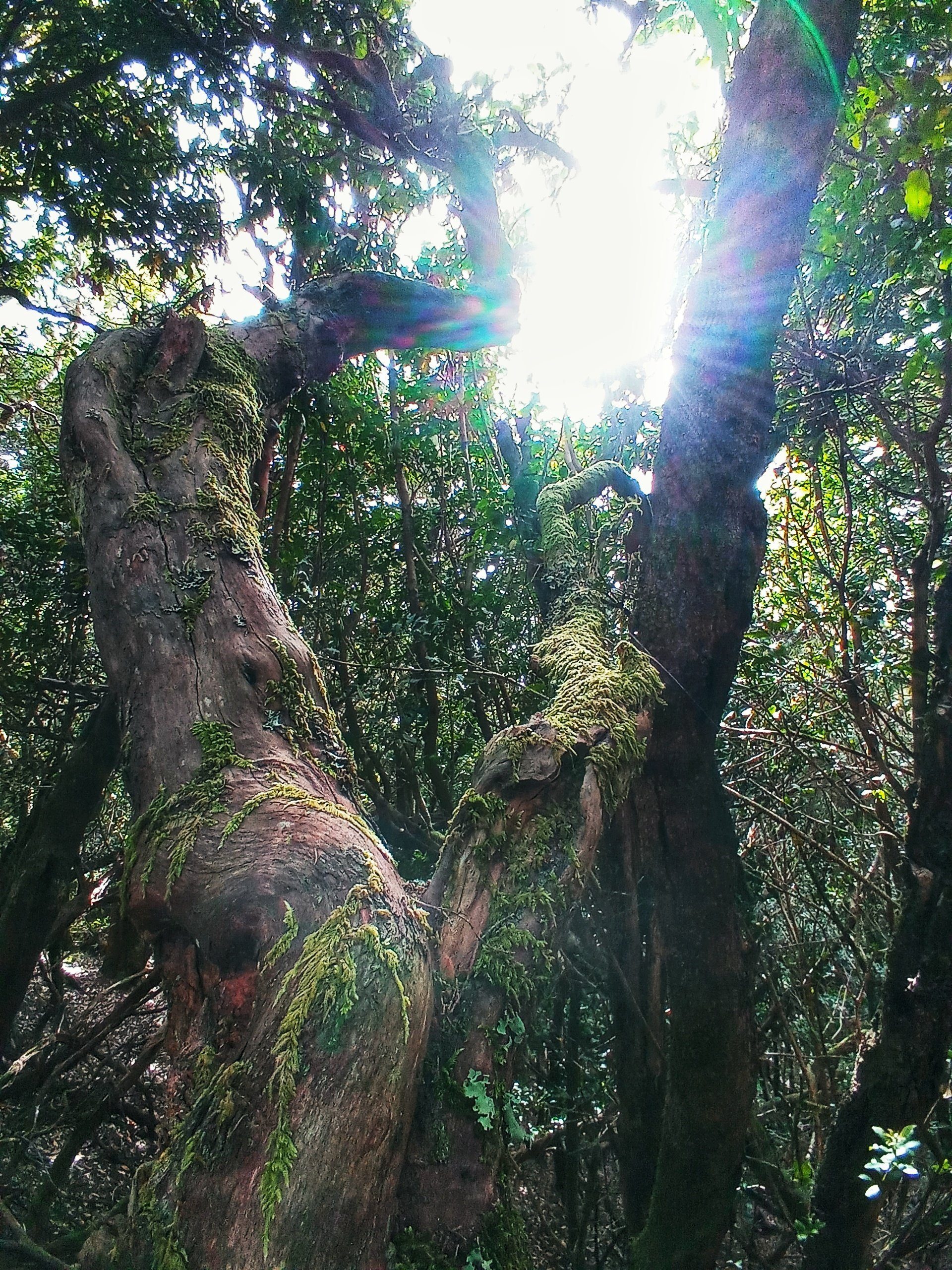 Parque Rural de Anaga y Taganana